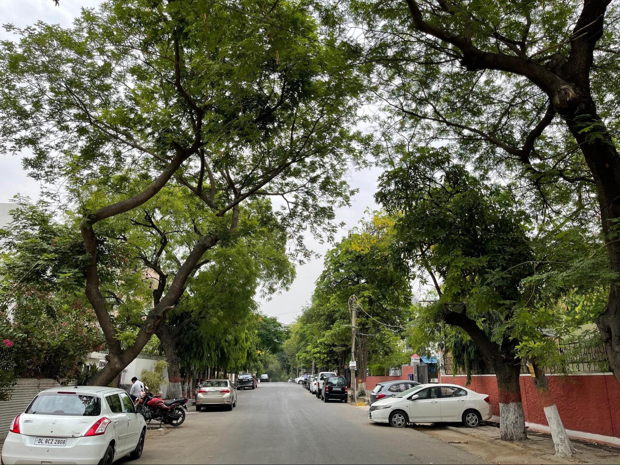 Trees alongside a lane in Green Park, Delhi, Source: Wikimedia Commons